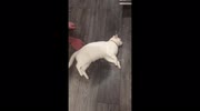 temp