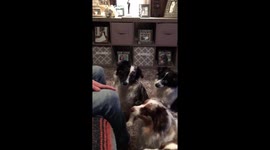 Four good dogs receive air treats with enthusiasm