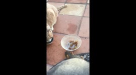 Cat and Squirrels Mealtime