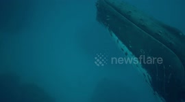 hi five from a humpback whale - close encounter