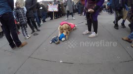 Evie The Dog Rips Apart Donald Trump