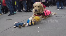 Donald Trump doll mauled by pet dog at London Women's March
