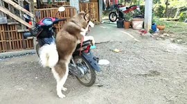 Pet husky hops on motorcycle to go for a ride