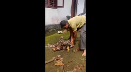 Uproar after snake rescuer forces python to spit out two chickens