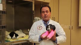 Amazing video shows puppy born with upside down paws get new lease of life after operation