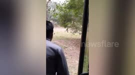 Zoo visitors watch horrifying moment Indian man is attacked by lions