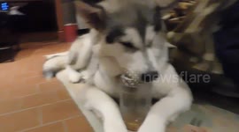 Alaskan Malamute Sojou Licks a Peanut Butter Jar Clean