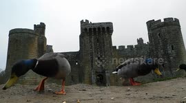 Bodiam Castle Ducks
