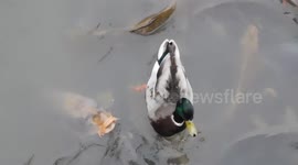 Bodiam Castle Carp and Ducks in Moat
