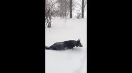 German Shepherd wades through snow as winter storm strikes East Coast