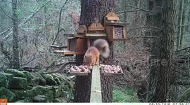 Red Squirrel likes Hazlenuts!