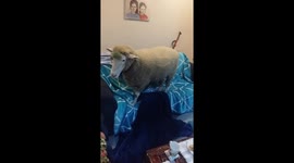 Naughty sheep usurps couch