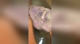 Startled cat stands on hind legs and stares at fizzling bath bomb