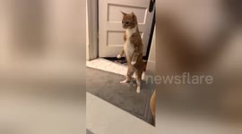 Startled cat stands on hind legs and stares at fizzling bath bomb