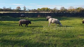Determined ram tries a run-up and vault to mount a tall female sheep