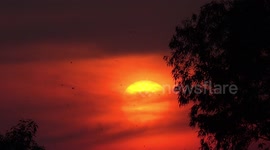 Swallows fly across a large orange sunset.