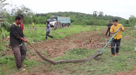 Four-metre long python caught in farmer's field
