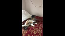 Cat licking itself in slow motion
