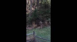 Buck eating in my backyard