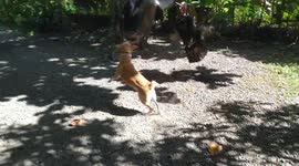 Dog chasing the turkeys.