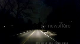 wolf interested in deer on the road DASHCAM