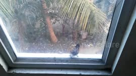 Angry bird pokes at his own reflection in a window