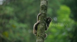 Slow lorises released back into the wild after being held in torturous conditions