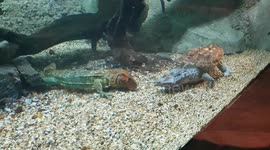 turtle vs lizard underwater fight. exotic animals meet for a bizzar battle