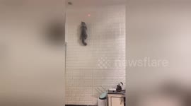 Cat amazes owner by scrambling up wall to chase laser light