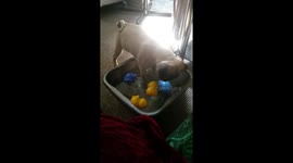 Dog in water bowl