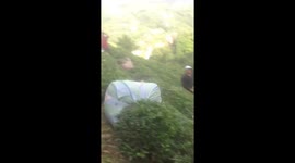 Turkey tea plantation