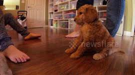 Young puppy melts after getting rubbed