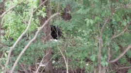 Amber up close with the bear in our back yard (long version)