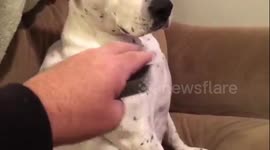 Lex the Rescue Dog - loves card tricks