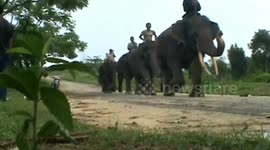 SUMATERA ELEPHANT CONSERVATION CENTER IN RIAU, INDONESIA