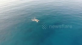 Whale sighting in north shore