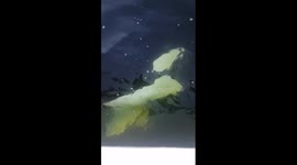 Curious killer whale investigates tourist boat in the Strait of Georgia in rare sight