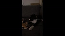 Little baby dog Cookie reacting to the sounds of classic music