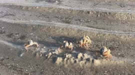 Family of crabs put on 'dancing show' on the beach