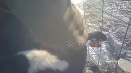 This is the shocking moment a dairy farm worker burned the horn buds off a baby cow without pain relief -- because 