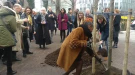 Planting the 8/9 Elm tree at nine Elms, Wandsworth, London, UK