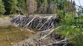 Huge beaver dam in Canada