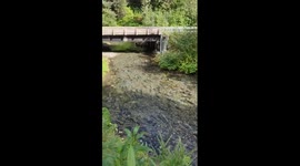 Thousands of spawning salmon