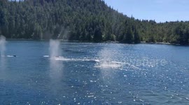 Pod of whales in Prince Rupert