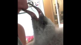 Impatient flamingo chick demands food from its human 'mama'