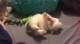 Life’s ruff being a puppy lol