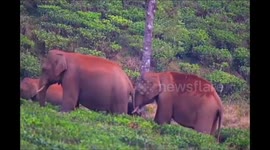 Delightful sight of two young male elephants engaged in a playful fight