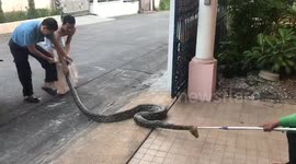 Large python caught in woman's front yard
