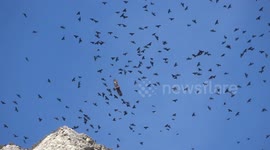 Stunning footage shows flock of choughs menaced by lone golden eagle