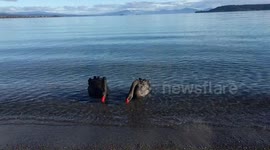 Blacks Swans On Lake Taupo, New Zealand